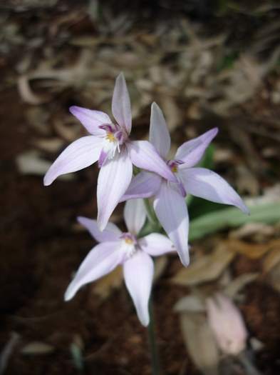 Caladenia latifolia - Pink Fairy - P1200966.JPG